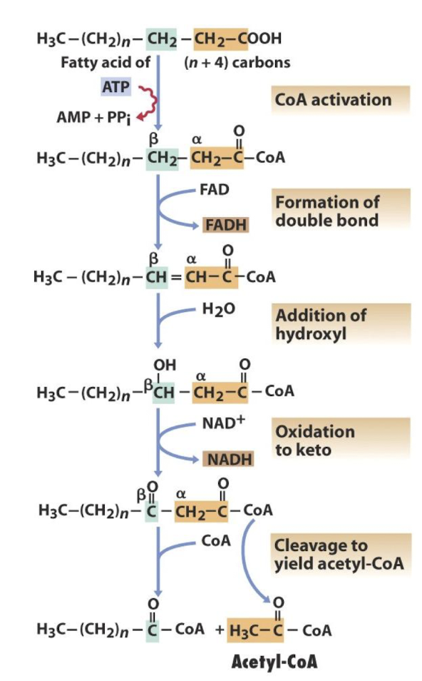 <ul><li><p><strong>Co-enzyme A is used to ‘activate’ the fatty acid</strong></p></li><li><p><strong>Oxidation of the carbon-carbon</strong> bond <strong>between alpha and beta carbon atoms</strong></p></li><li><p><strong>FADH formed </strong></p></li><li><p>Makes the <strong>beta-carbon atom vulnerable to ‘attack’ by water </strong>resulting in its oxidation → NADH produced</p></li><li><p><strong>Acetyl CoA is split off</strong> and the cycle starts again</p></li></ul><p><span style="color: green;">Beta-oxidation: oxidation of the beta carbon atom of the fatty acid</span></p>