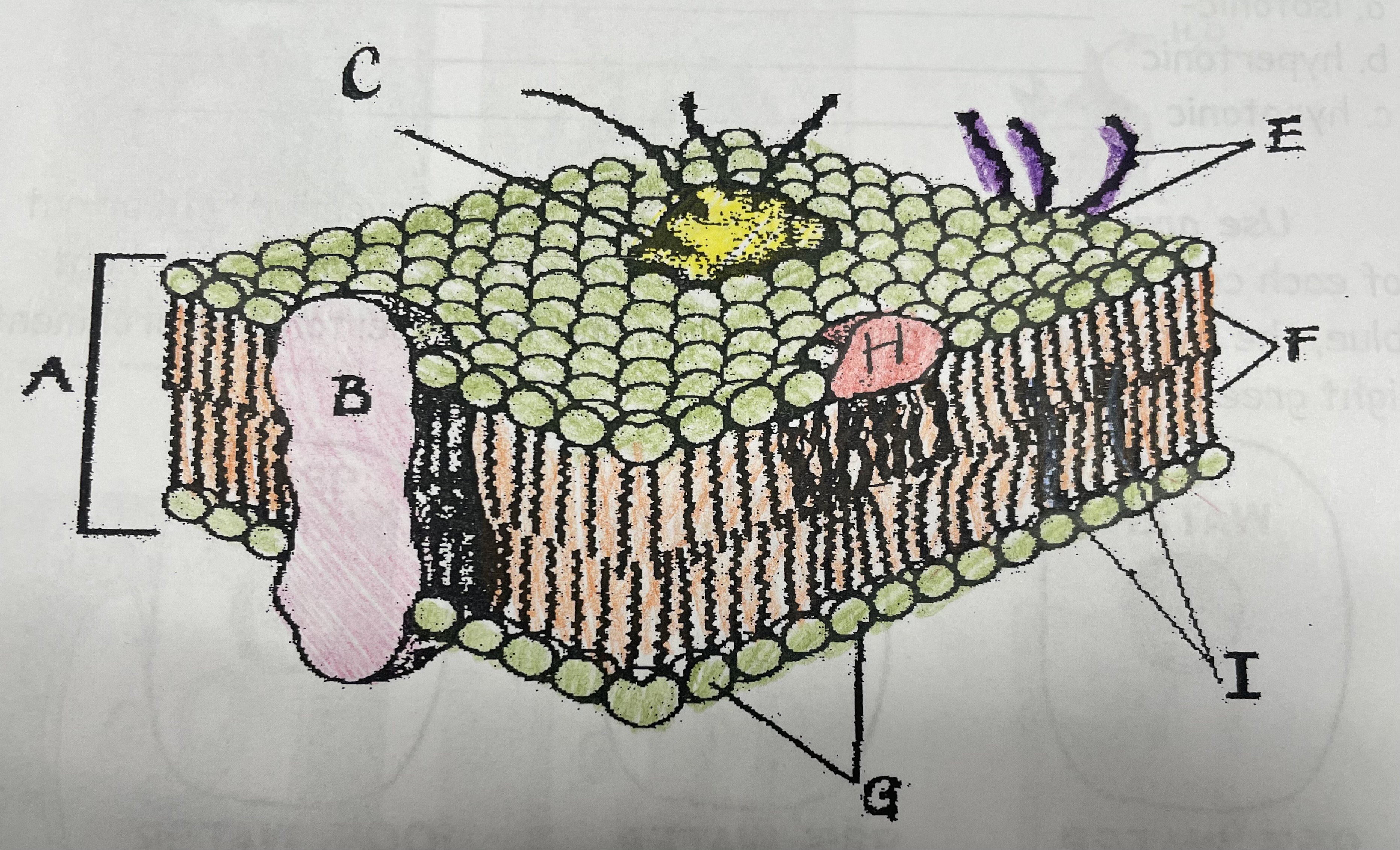 <p>Involved in cell-to-cell recognition</p>