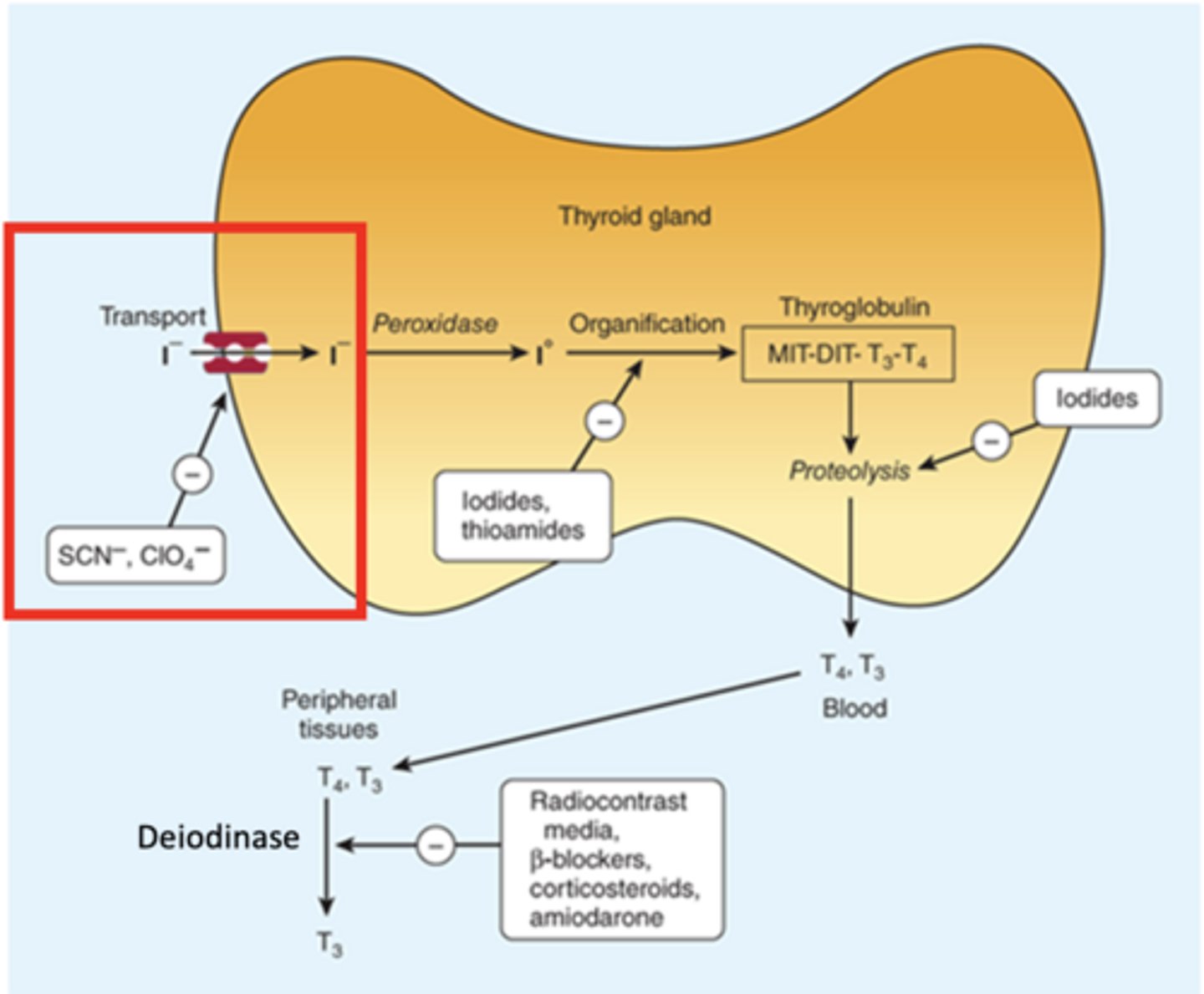 <p>use of Na+ gradient and Na+/K+-ATPase (Na+/I- symporter) to pump I- into the follicular cell:</p>