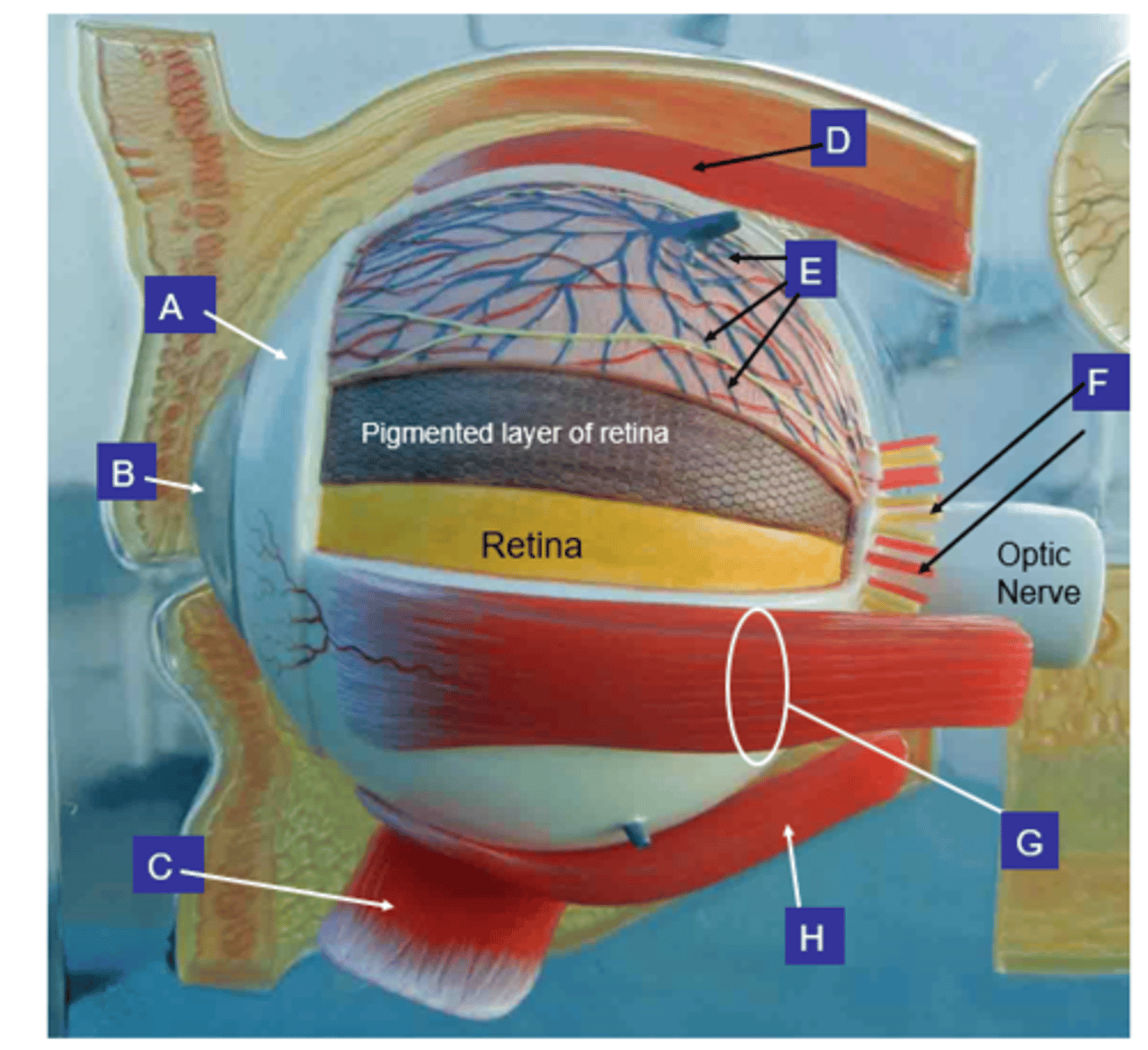 <p>What structure is the letter B?</p>