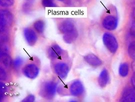 The arrows point to what pale staining cell structure?