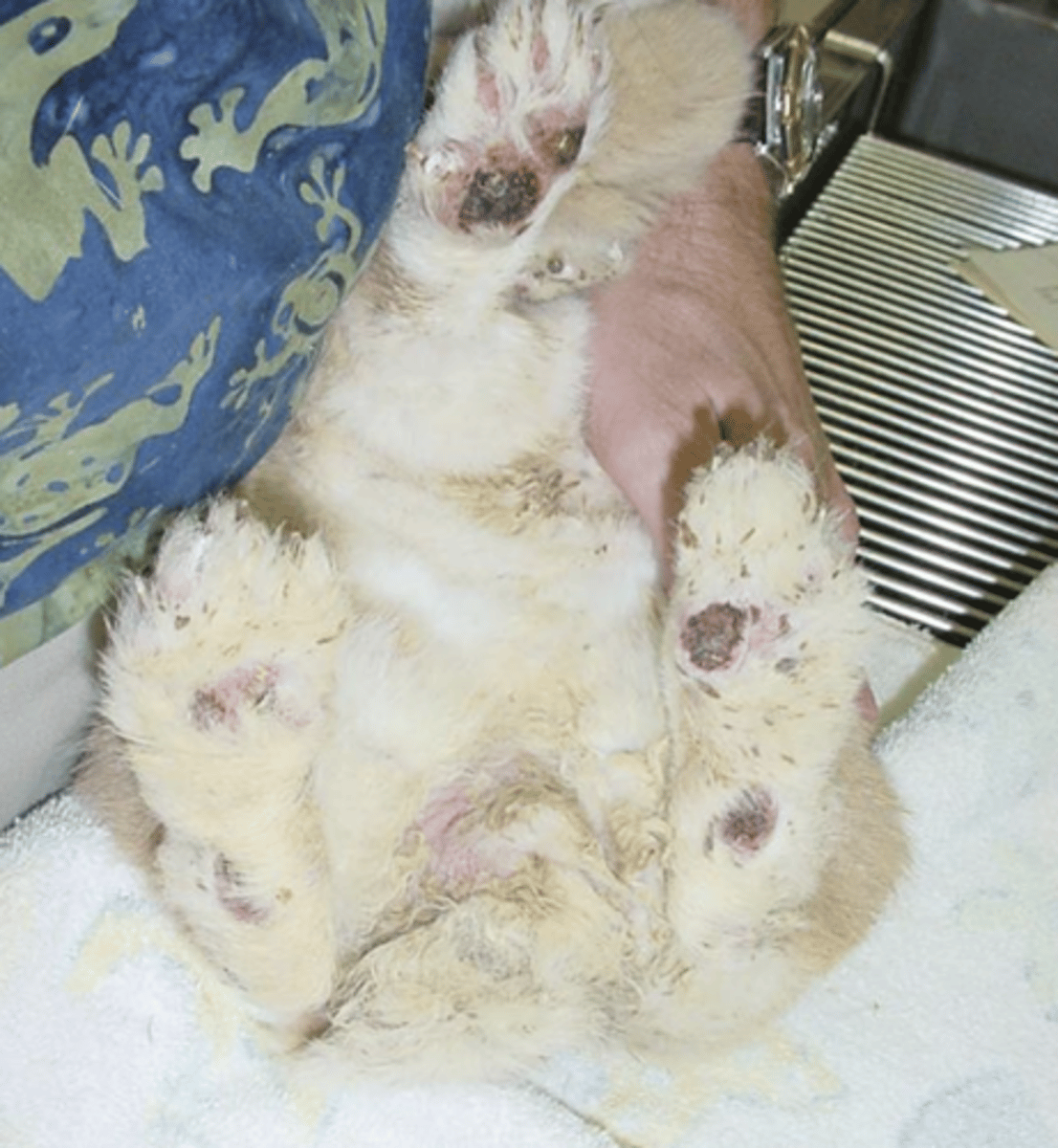<p>A 2 y/o intact female rabbit presents for favoring its right forelimb. On exam, excoriations, alopecia, scabs and swelling of various degrees are present on all feet. What is the presumptive diagnosis?</p>