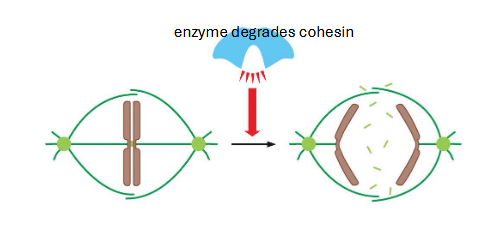 <p>chromosome bi-polar attachment and metaphase alignment triggers anaphase</p><p>active APC complex leads to cohesin degradation</p><p>tension pulls chromosomes to opposite poles</p>