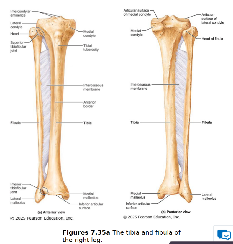 <ul><li><p>next largest & strongest bone</p></li><li><p>receives weight from femur & transfers it to foot</p></li><li><p>medial bone of the leg</p></li><li><p>medial & lateral condyles</p></li><li><p>tibial tuberosity (patellar ligament): insertion point for tendons of quadricep muscles </p></li><li><p><strong>Medial malleolus</strong></p></li></ul><p></p>