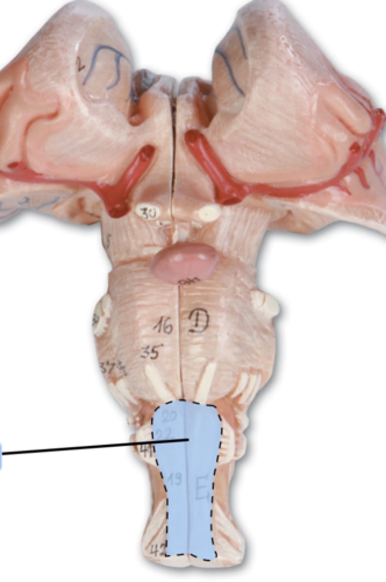 <p>Structures in the medulla oblongata that contain motor fibers.</p>