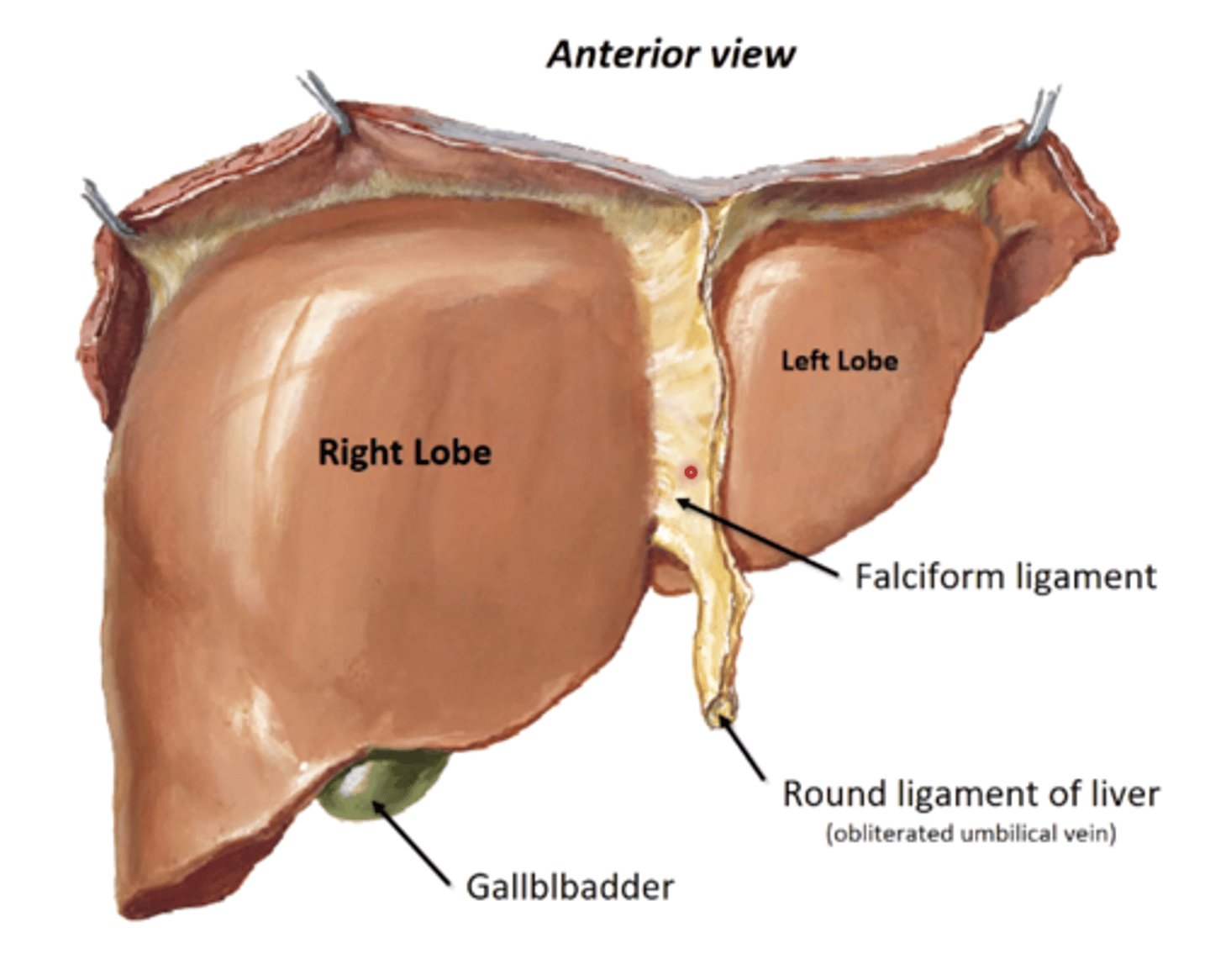 <p>-separates R and L lobes of liver</p><p>-double fold of peritoneum that attaches liver to ant. abdominal wall</p><p>-has Round ligament of liver (obliterated umbilical vein) running in lower margin</p>