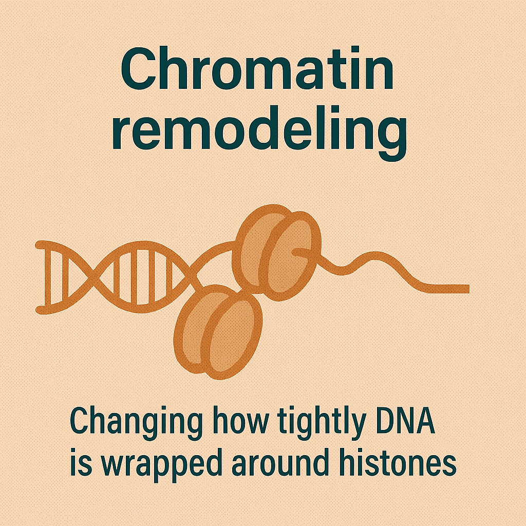 <p>Chromatin remodeling</p>