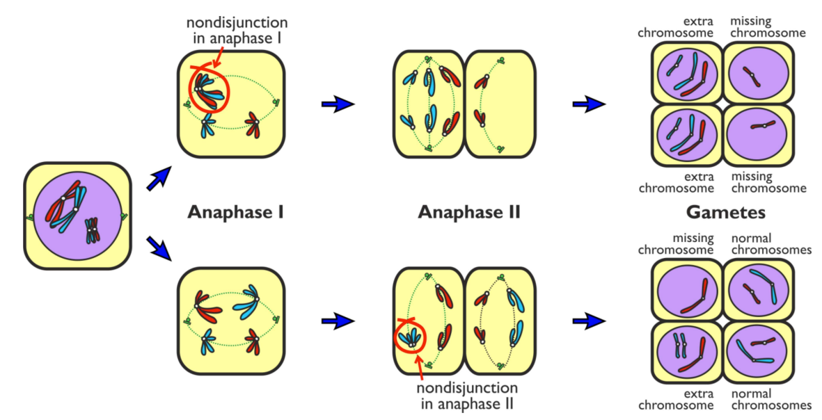 <p>Chromosomes fail to separate correctly during anaphase in meiosis → gametes may end up with one extra copy or no copies of a particular chromosome</p>