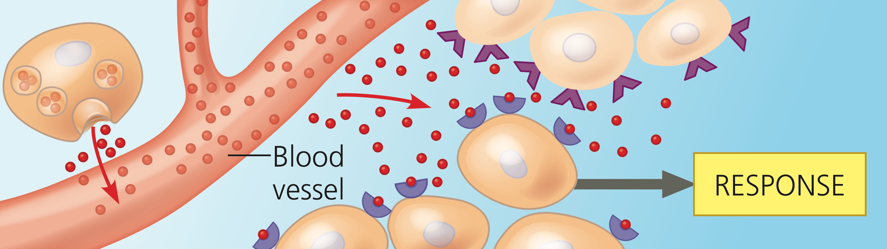 <p>Signals diffused into bloodstream or hemolymph and trigger responses in target cells anywhere in the body.</p>