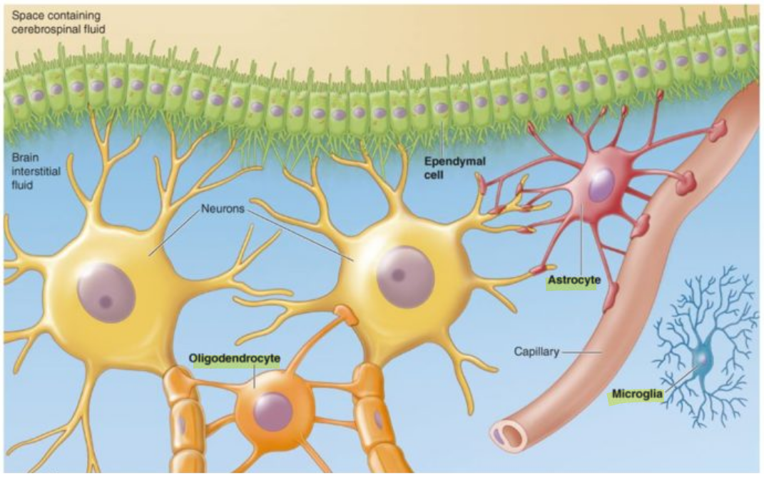 <p><u>Support cells</u> (support neurons)</p><ul><li><p>Not just physical supports, they also help with info processing + movement</p></li></ul><p></p>