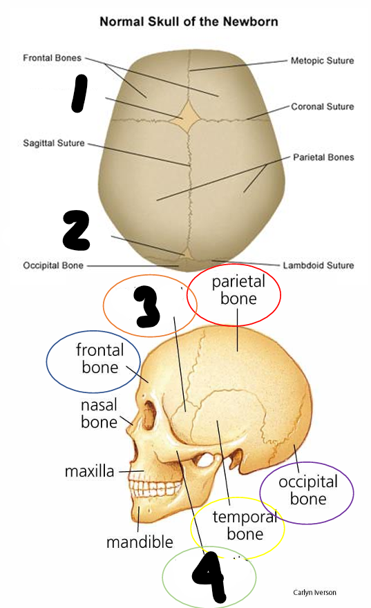 <p>name all</p>