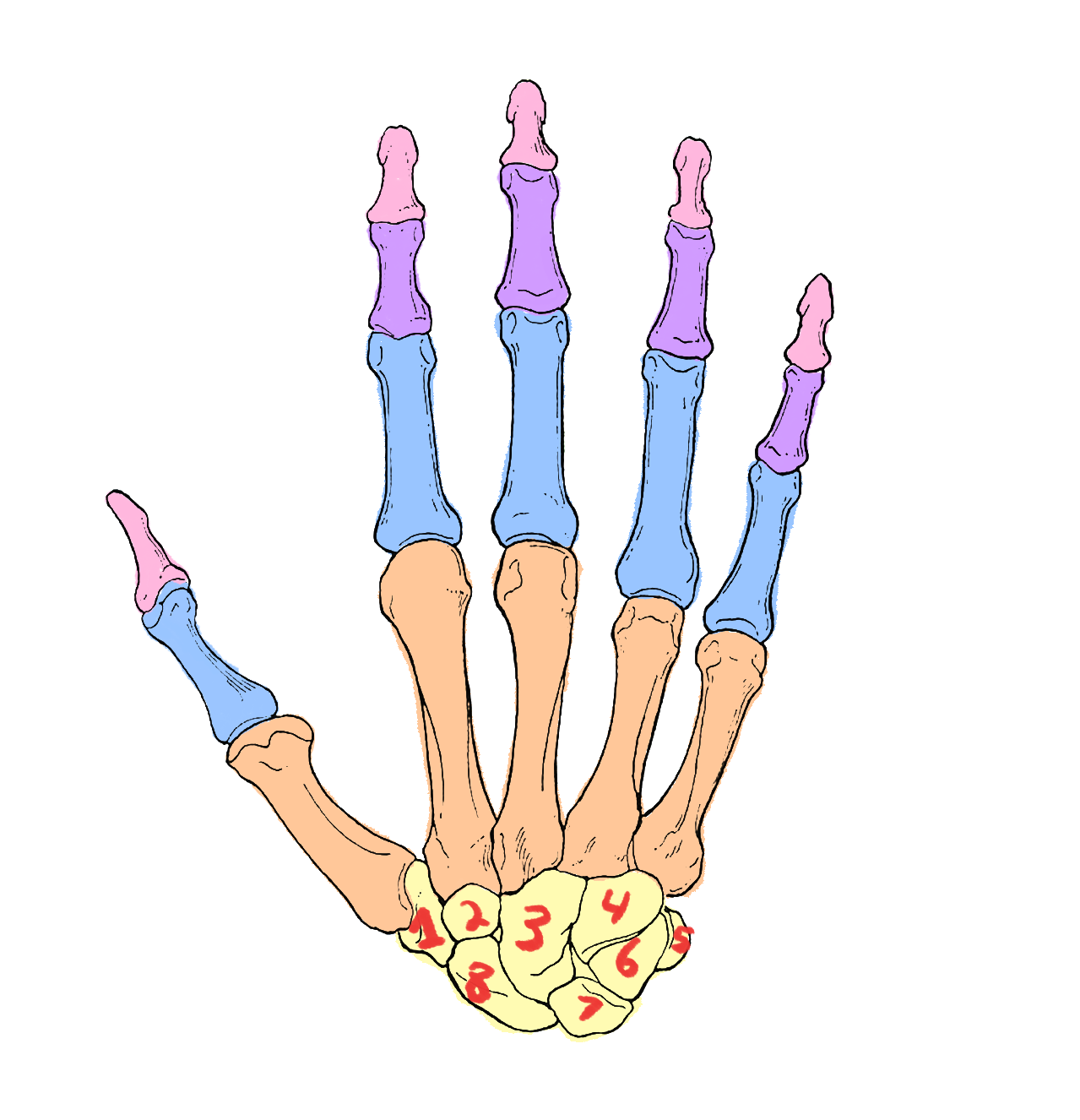 <p>What bones are highlighted in yellow?</p>