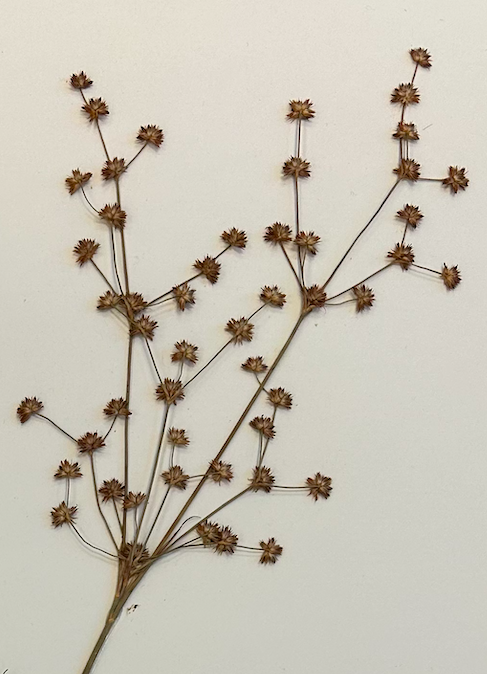 <p>Poales</p><p>Juncaceae</p>