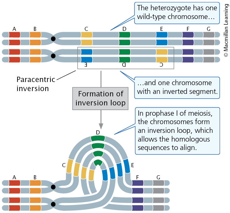 <p>Inversions in Meiosis</p><p>Individuals homozygous: no problems arise during meiosis</p><p>Heterozygous individuals</p><ul><li><p><span style="color: rgb(255, 255, 255);"><span>Homologous sequences align only if the two</span></span><span style="color: rgb(255, 255, 255);"><br></span><span style="color: rgb(255, 255, 255);"><span>chromosomes form an inversion loop</span></span></p></li><li><p><span style="color: rgb(255, 255, 255);"><span>Demonstrate reduced recombination in a paracentric</span></span><span style="color: rgb(255, 255, 255);"><br></span><span style="color: rgb(255, 255, 255);"><span>Inversion, as gametes are formed results in nonviable offspring</span></span></p></li><li><p><span style="color: rgb(255, 255, 255);"><span>Have abnormal gametes formed in a pericentric inversion</span></span></p></li></ul><p></p>