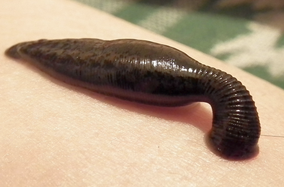 <ul><li><p>phylum annelida </p></li><li><p>two suckers- 1 anterior, 1 posterior </p></li><li><p>many are blood sucking parasites </p></li></ul><p></p>