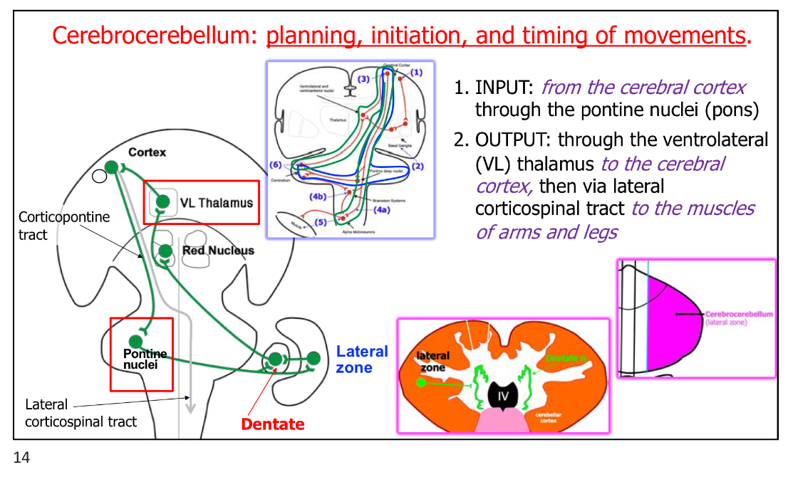 <p>Dentate nucleus &amp; projections from the lateral zone</p><p>*Lateral zone → Dentate n.</p>