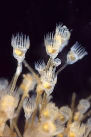 <p>-entoprocts/goblet worms</p><p>-171 spp.</p><p>-stalked sessile animals(solitary or colonial)</p><p>-mostly marine→2 freshwater spp.</p><p>-mouth and anus of u shaped gut both inside lophophore of ciliated tentacles. pair of protonephridia </p><p>-pseudocoloem</p><p>-solitary spp.→monoecious colonial spp.→dioecious trochophore larva </p>