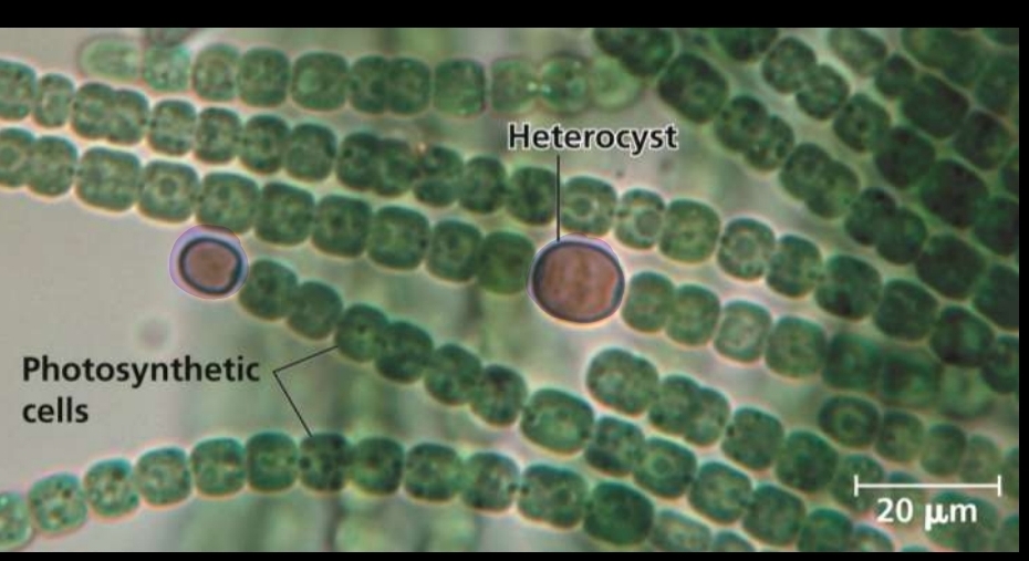 <p>Heterocysts</p>