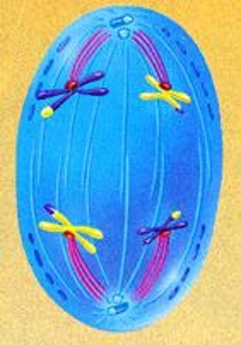<p>Homologous chromosomes separate and MOVE APART to opposite sides of the cell.</p><p>The sister chromatids remain attached at their centromeres. This is different than in mitosis.</p>