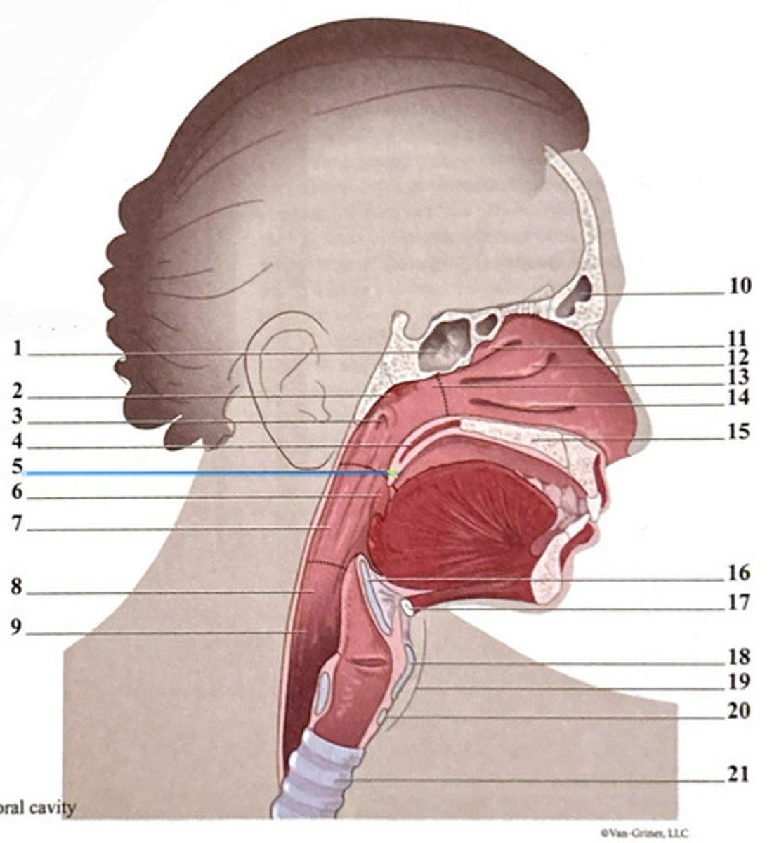 knowt flashcard image