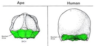 <p>Bony ridge across back of skull where muscles supporting head are attached. Well defined in quadrupeds. Reduces in bipeds</p>