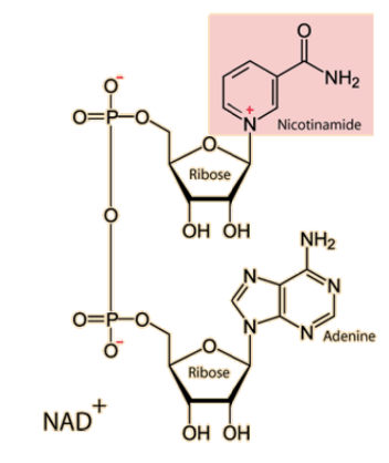 <p>Nicotinamide is derived from vitamin B3/niacin.</p>