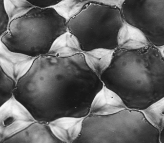 <ul><li><p>irregular 1’ cell walls </p></li><li><p>flexible supports</p></li><li><p>found in young plants</p></li></ul><p></p>