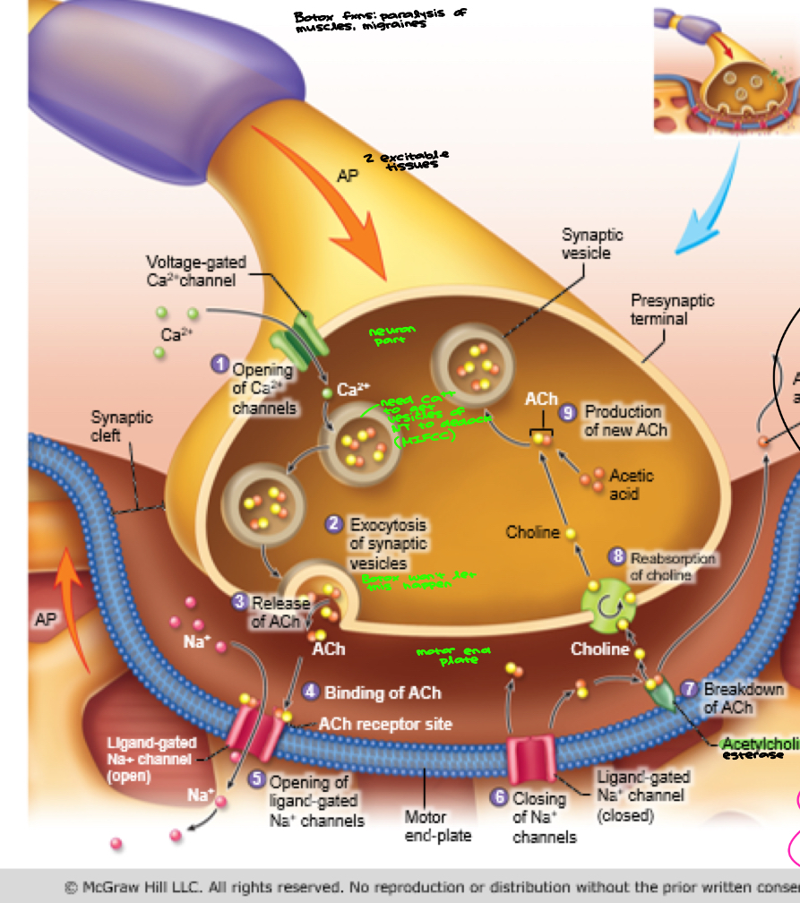 <ul><li><p>Reference to acetyl choline receptor (Ach); *<strong>Sarin nerve gas, <u>S</u>SRI’s and Botox here;</strong></p><ul><li><p><u>sarin nerve gas</u>: irreversible acetylcholine-esterase competitive inhibitor. Ties acetylcholine-esterase up… acetylcholine goes way up (enzyme that breaks it down is rendered inoperable). Skeletal muscles contract so forcefully, muscles break</p></li><li><p><u>SSRIs:</u> selective seratonin reuptake inhibitors. SSRI → legal (blocks only brain). <s>S</s>SRI → not legal (ex: methamphetamines). Antidepressants, only blocking seratonin reuptake in brain, takes weeks to build-up. Inhibitors are antidepressants</p></li><li><p><u>botox:</u> blocks group of proteins known as the snaps & snares</p></li></ul></li><li><p><strong>*Pharmacology discussions after SB (3)!</strong></p><ul><li><p>acetylcholine-esterase is enzyme that breaks down acetylcholine, NT of choice in NMJ</p></li><li><p>112 = venoms/toxins/poisons</p></li><li><p>interfere w/ voltage gated Ca++ channels, some necrosis</p></li><li><p>CPL friend has been bit twice by timber rattlers… has venom (fainted)</p></li><li><p>keep voltage gated Ca++ channel open; BP & resistance drop, system vasodilation</p></li><li><p>convergence evolution, analogous traits… evolve independently</p></li></ul></li></ul><p></p>