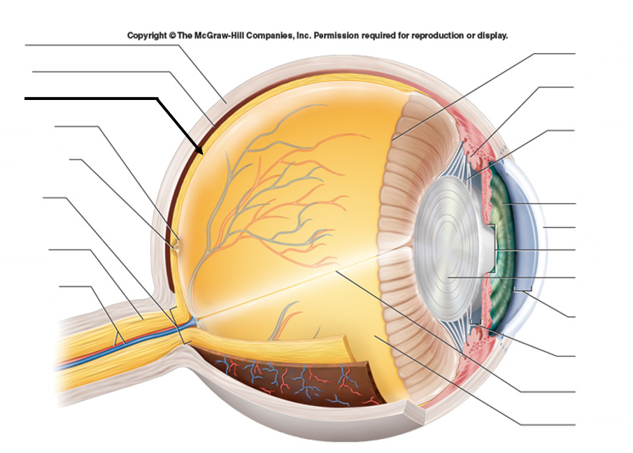 <ul><li><p>Lines posterior two-thirds of eye, photoreception</p></li><li><p>Entire nervous tunic</p></li><li><p>Contains photoreceptors (rods and cones), converts light into electrical signals</p></li></ul><p></p>