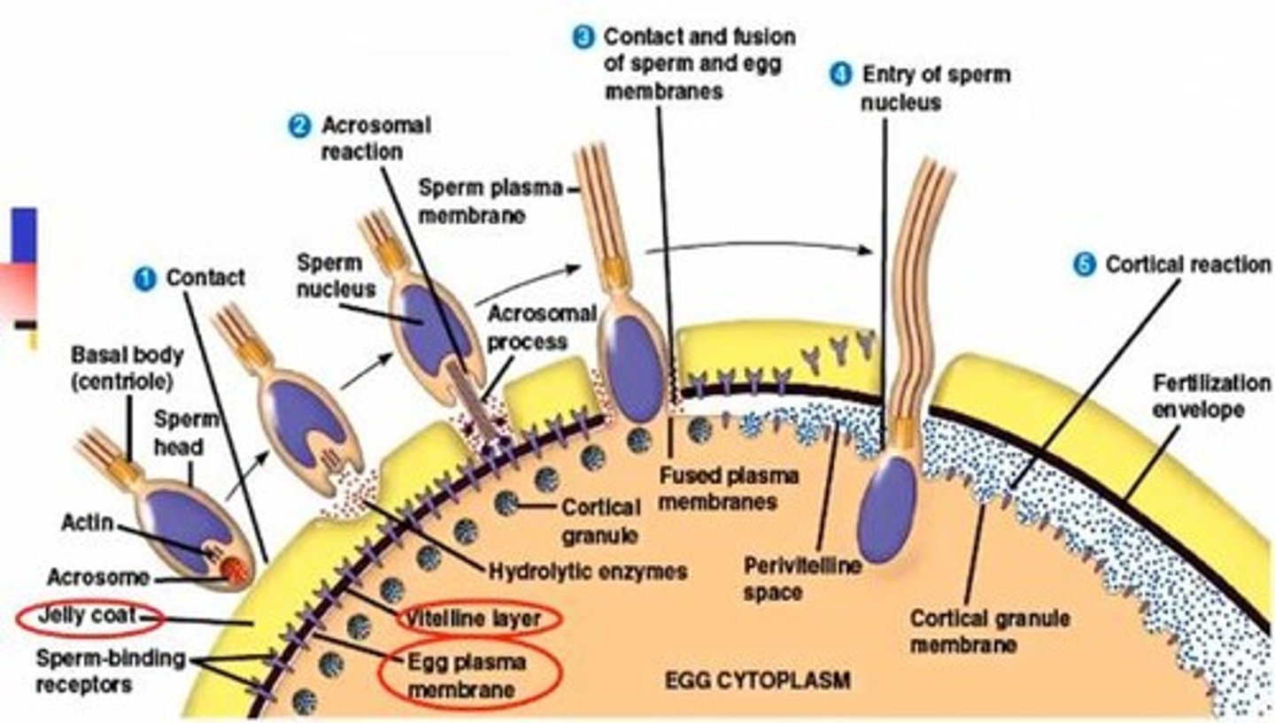 <p>The breakdown of the acrosomal cap of the sperm, releasing enzymes to penetrate the jelly coat and vitelline layer of the egg.</p>