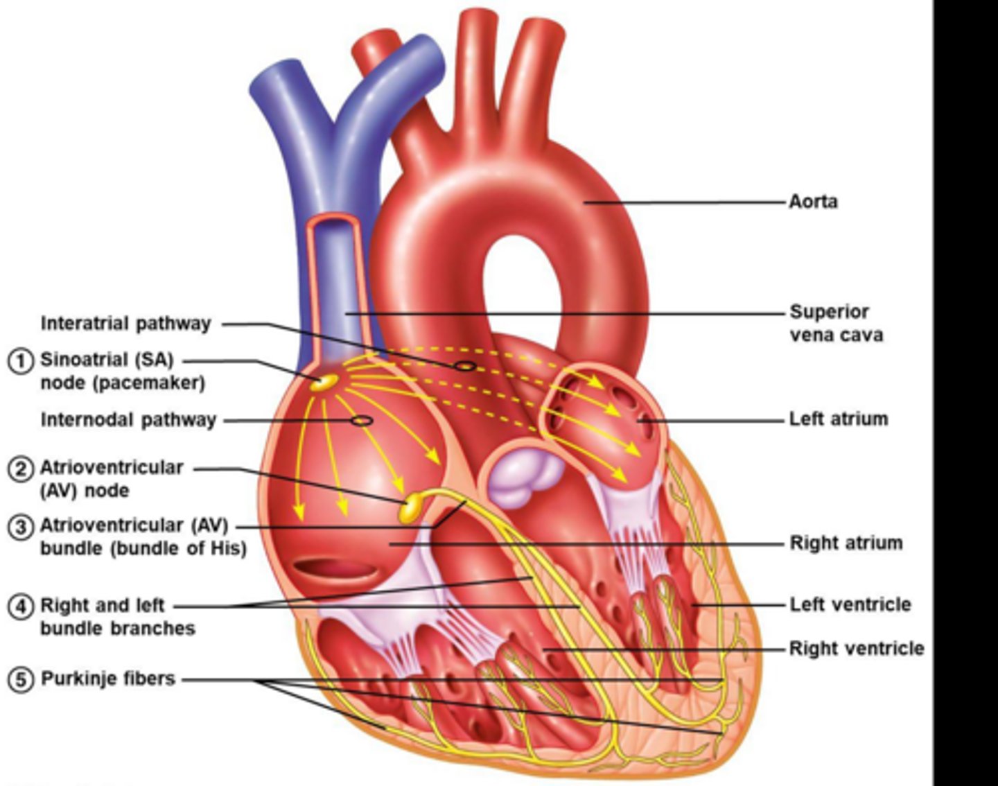 <p>To record the electrical activity of the heart.</p>