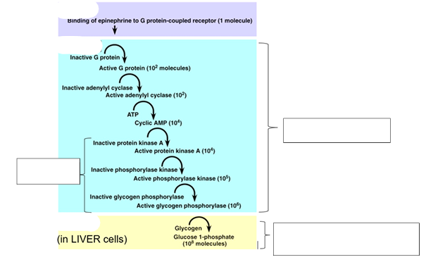 <p>(Cell Signaling &amp; Communication (NOTES)) <strong><u>Let’s look at how the FIGHT OR FLIGH PATHWAY works!</u></strong></p><ul><li><p>Label the diagram.</p></li></ul><p></p>