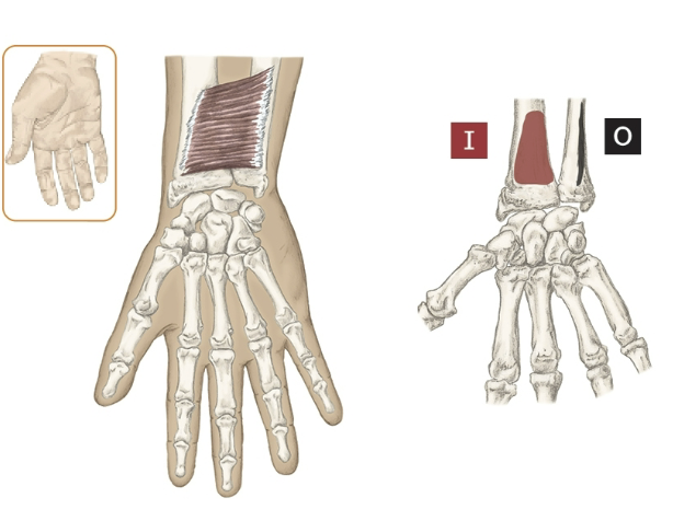 <p>Action of the Pronator Quadratus</p>