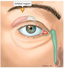 <p><span><span>the bony cavity in the skull that houses and protects the eyeball</span></span></p>