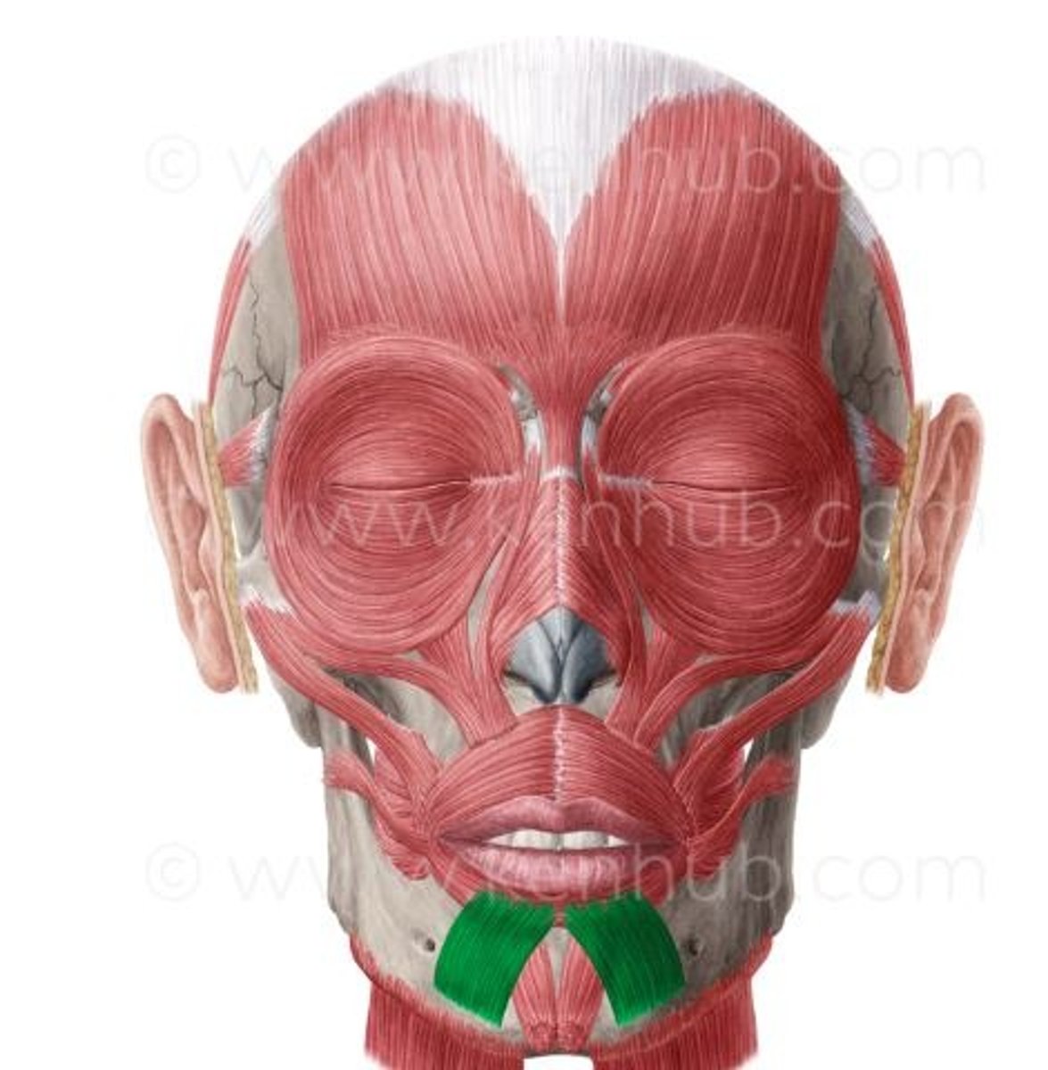 knowt flashcard image