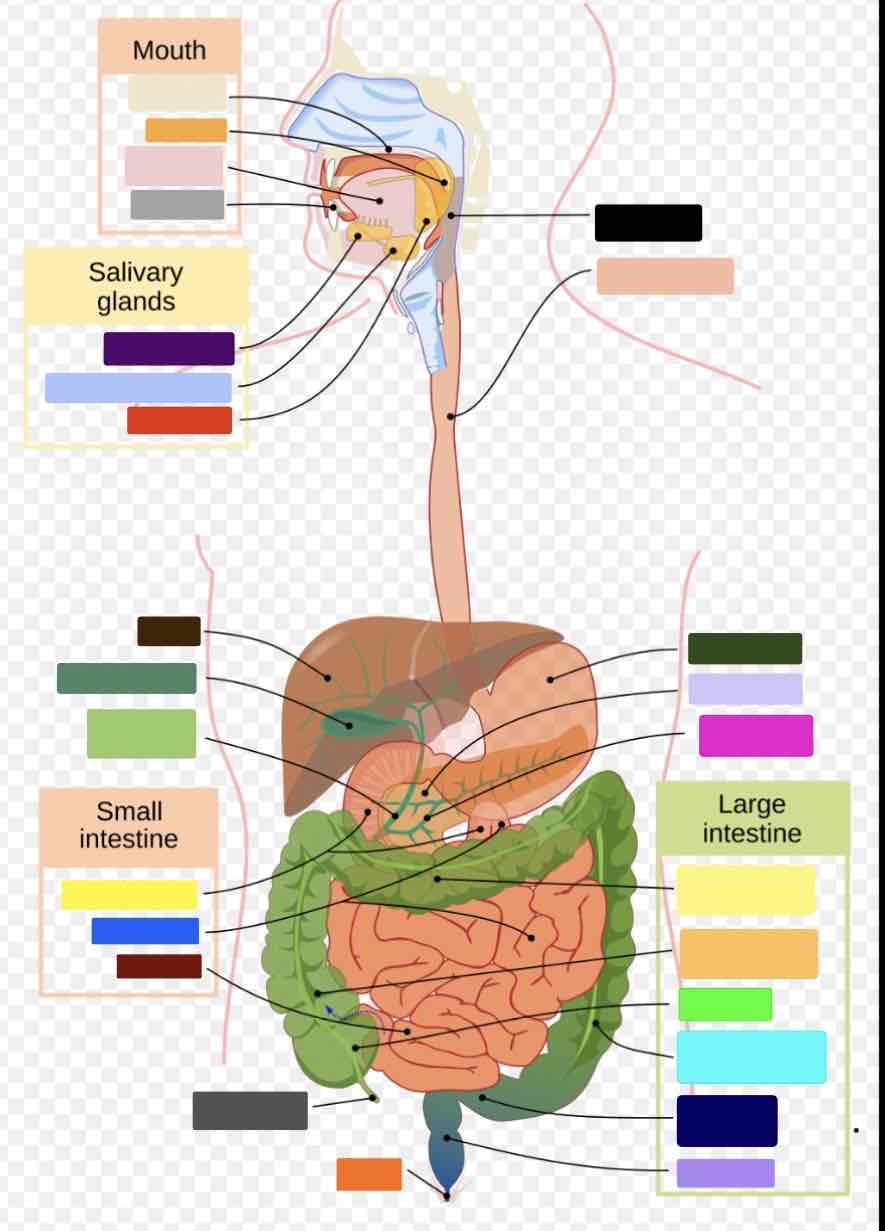 <p>What part of the large intestine is a bright blue</p>