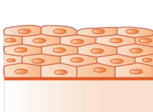 <p>stratified squamous</p>