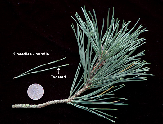 <p>lodgepole pine</p>