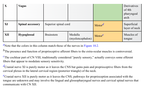 <p>“spine,” “thorn,” or “backbone.”</p><p><strong><em>accessorius</em></strong> =</p><ul><li><p><strong>“added,” “supplementary,” “serving as a helper.”</strong></p></li></ul><p><strong>CRANIAL NERVE XI — SPINAL ACCESSORY</strong></p><ul><li><p><strong>Origin:</strong> Upper spinal cord</p></li><li><p><strong>Function:</strong> Motor</p></li><li><p><strong>Distribution:</strong> Sternocleidomastoid + trapezius</p></li></ul><p>Why?<br>XI innervates superficial neck muscles responsible for head/shoulder movement.</p>