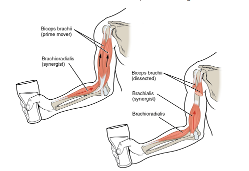 <p></p><p>A muscle that assists the agonist in performing a movement. It can also be a fixator that stabilizes the bone that is the attachment for the prime mover’s origin.</p>