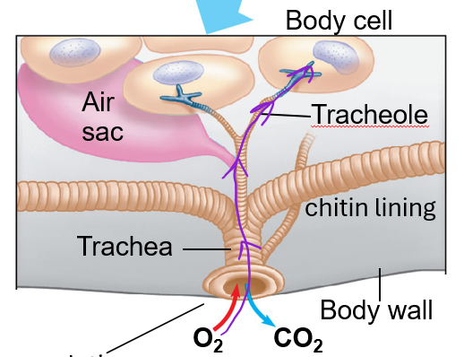<p>through body movement</p>