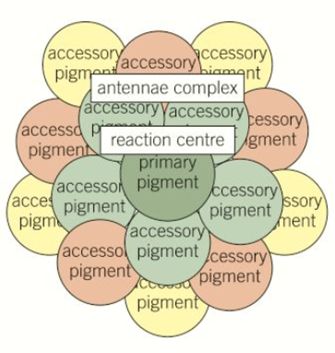 <p>- Antennae complexes</p><p>- The role is to absorb or harvest light energy of different wavelengths and transfer this energy to the reaction centre</p>