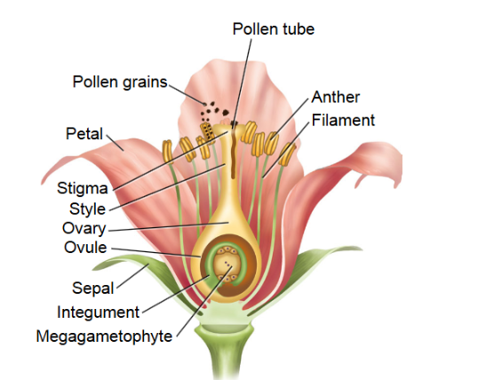 <p>combination of reproductive</p><p>and non-reproductive whorls</p>