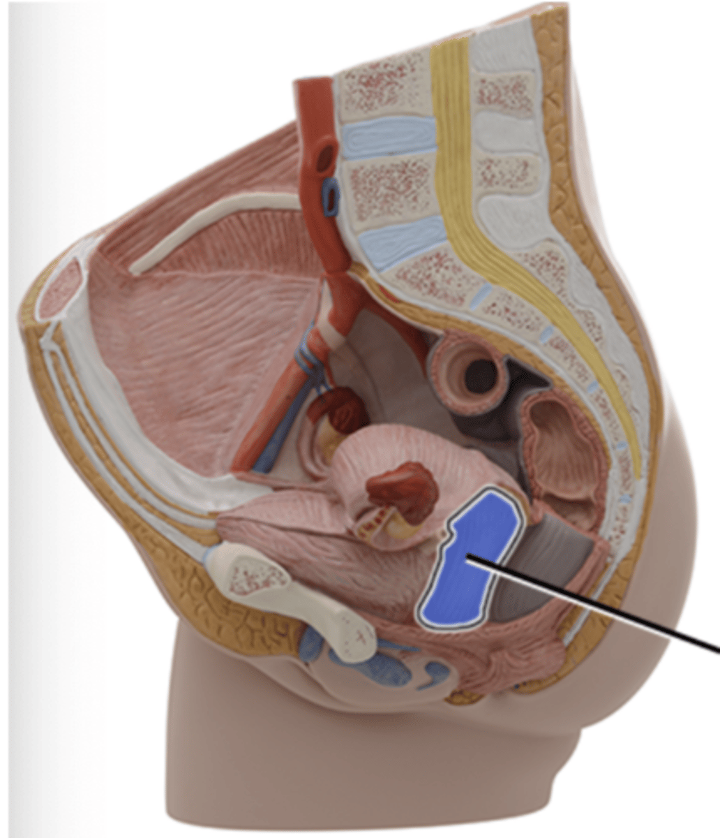<p>What part of the female reproductive system is this?</p>