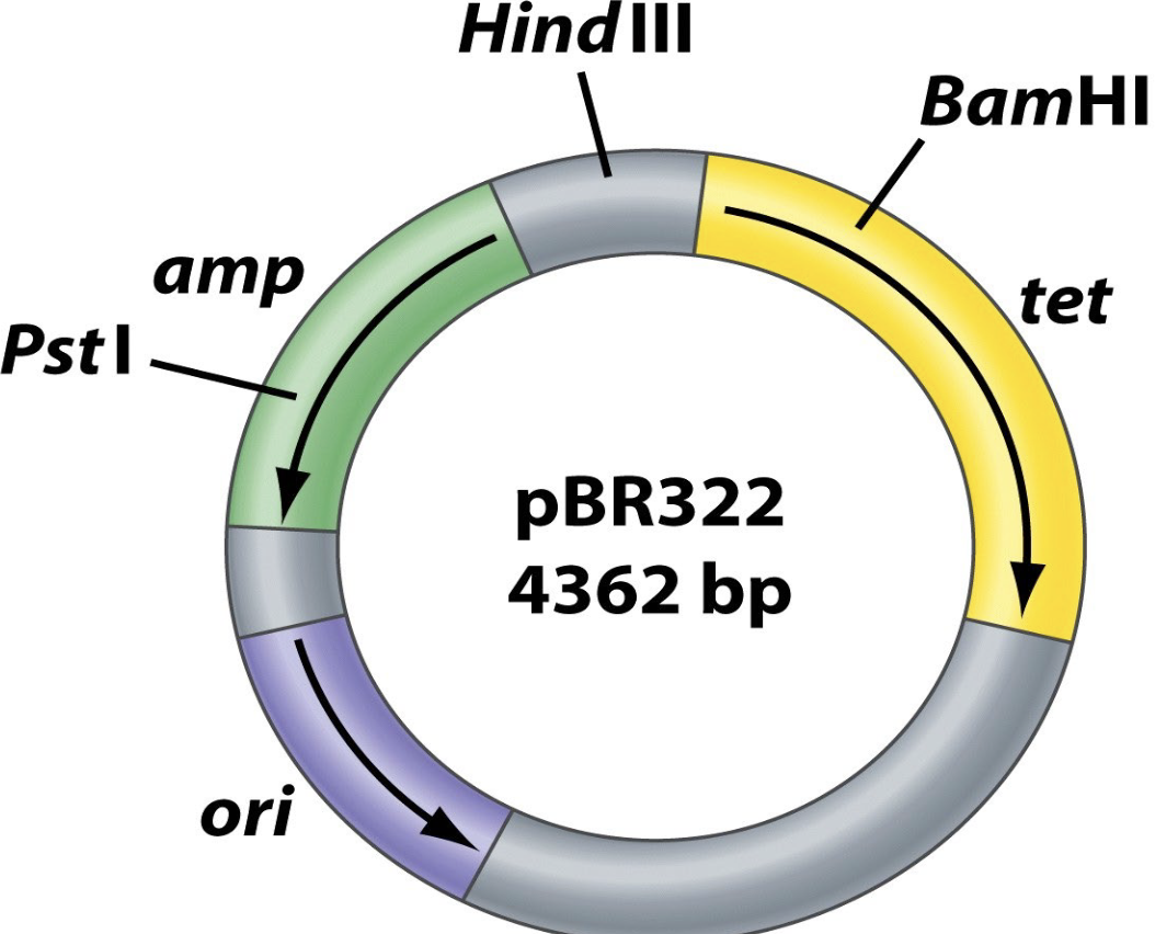 <p>Is widely used in molecular cloning. Possesses: an origin of replication, 2 antibiotic resistance genes (amp, tet), 3 unique 6-bp restriction sites. </p>