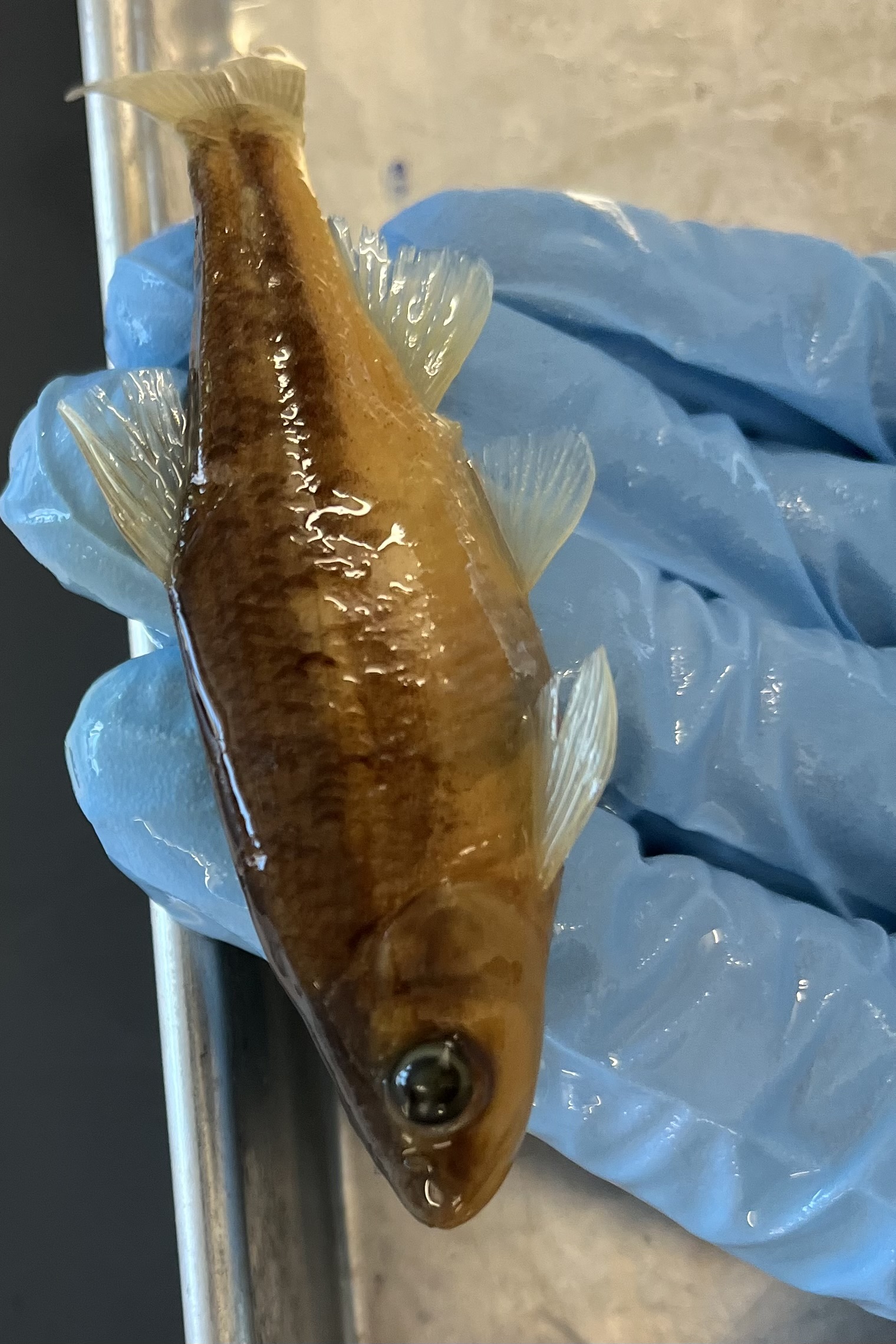 <p>Dark lateral line and top of fish but with a light colored break</p><p>Faint white bumps on head</p>