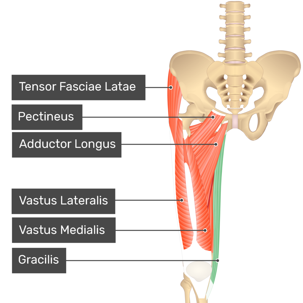 <p>Gracilis</p>