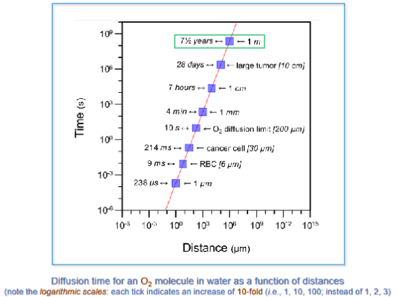 <ul><li><p><strong>O2 diffusion </strong>in <strong>multicellular </strong>organisms becomes inefficient beyond distances <strong>&gt; 1mm</strong></p></li><li><p>The vasculature also provides a mechanism for <em><u>endocrine </u></em><strong>tissue communication </strong>and <strong>co-ordination</strong></p></li></ul><p></p>