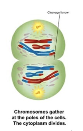 <p>Cytoplasm divides, producing two cells with a haploid number of chromosomes. Sister chromatids remain together. While different cell types may prepare differently for meiosis 2, the genetic material in all cells does not undergo replication in meiosis 2.</p>