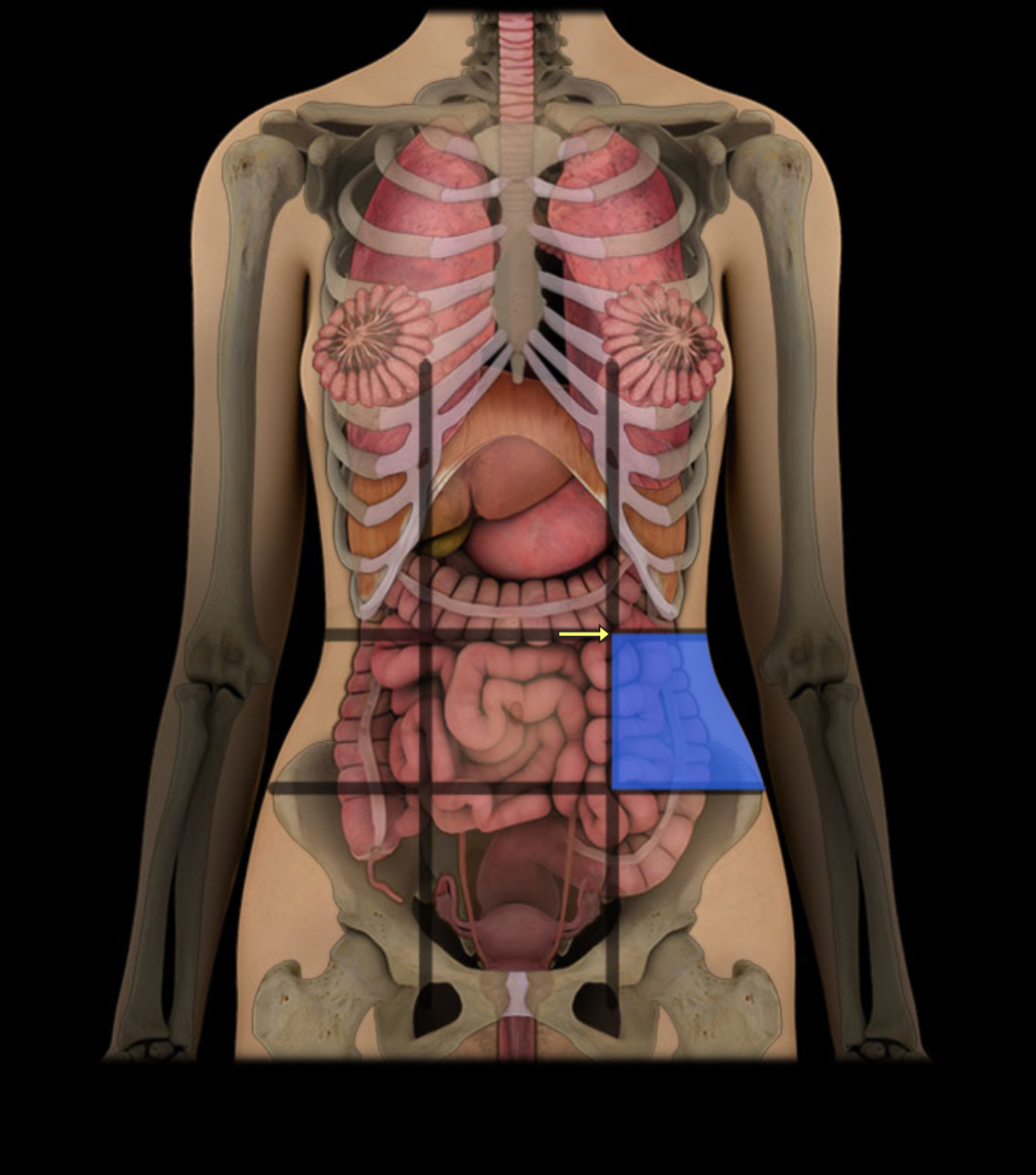 <p><span style="color: red;"><strong>Middle left side; </strong></span><strong>contains large intestine.</strong></p>